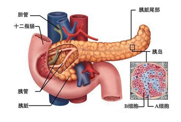 疾病预防 | 胰腺癌不是悄悄到来，出现这些症状，请勿拖延！(图3)