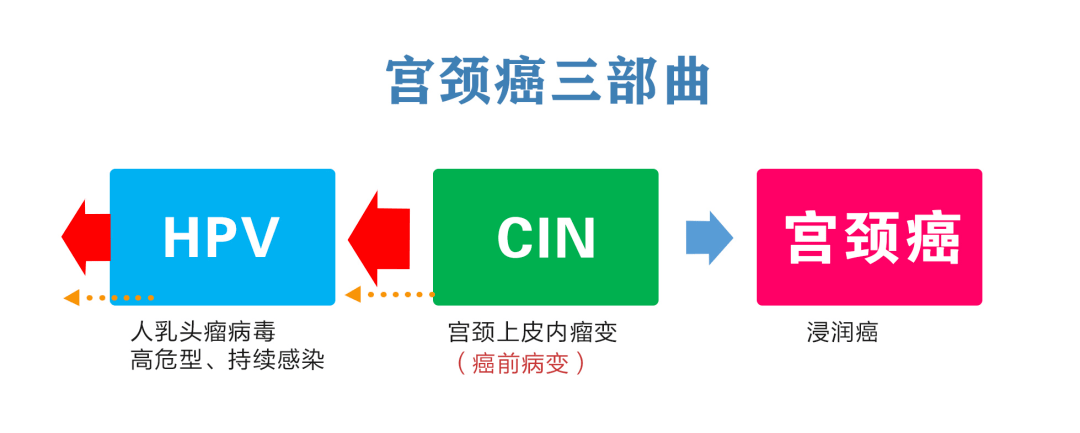 疾病预防 | 还在纠结要不要打HPV疫苗吗？看完这篇就不会再犹豫了！(图2)